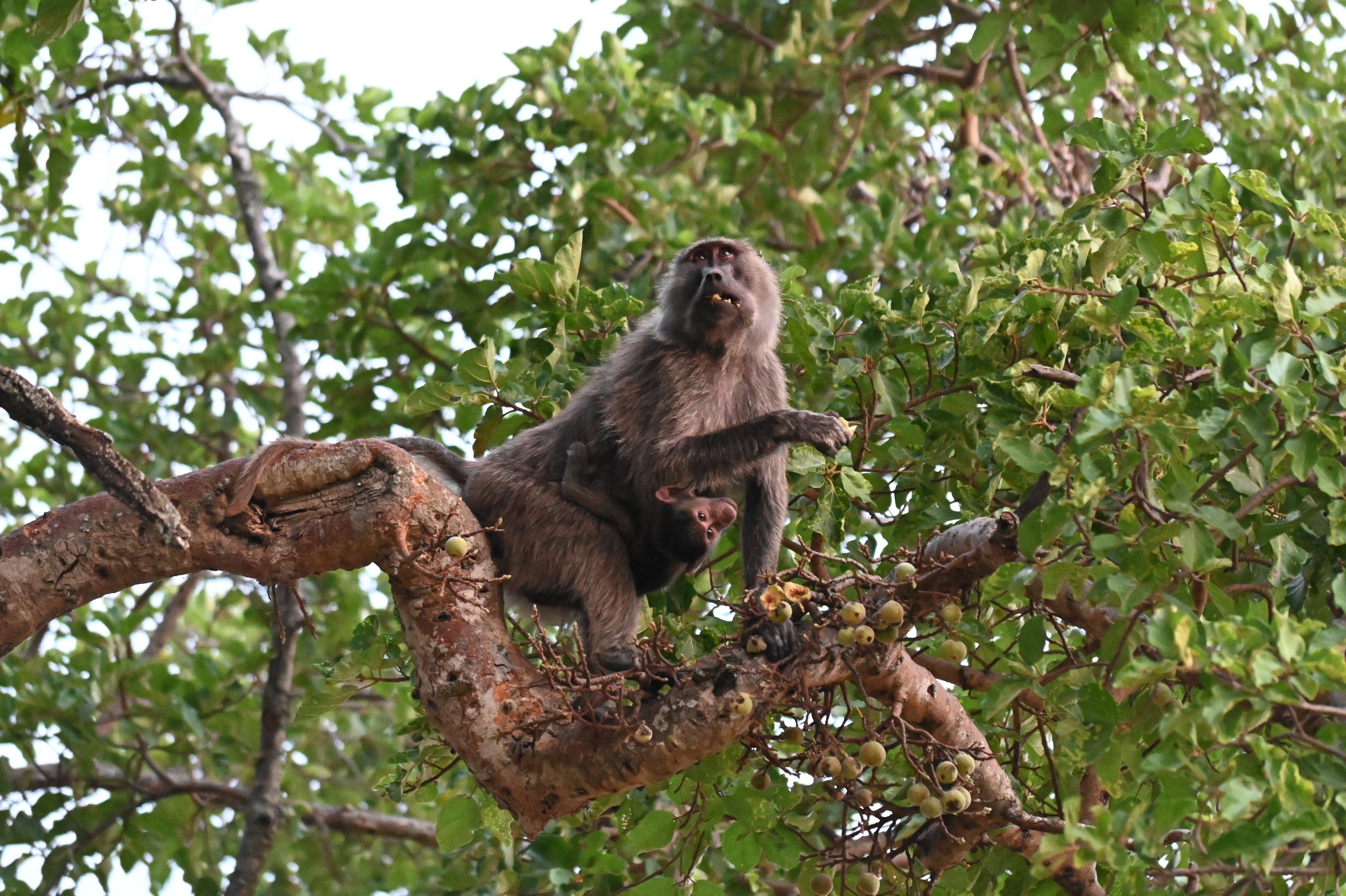 Baboon