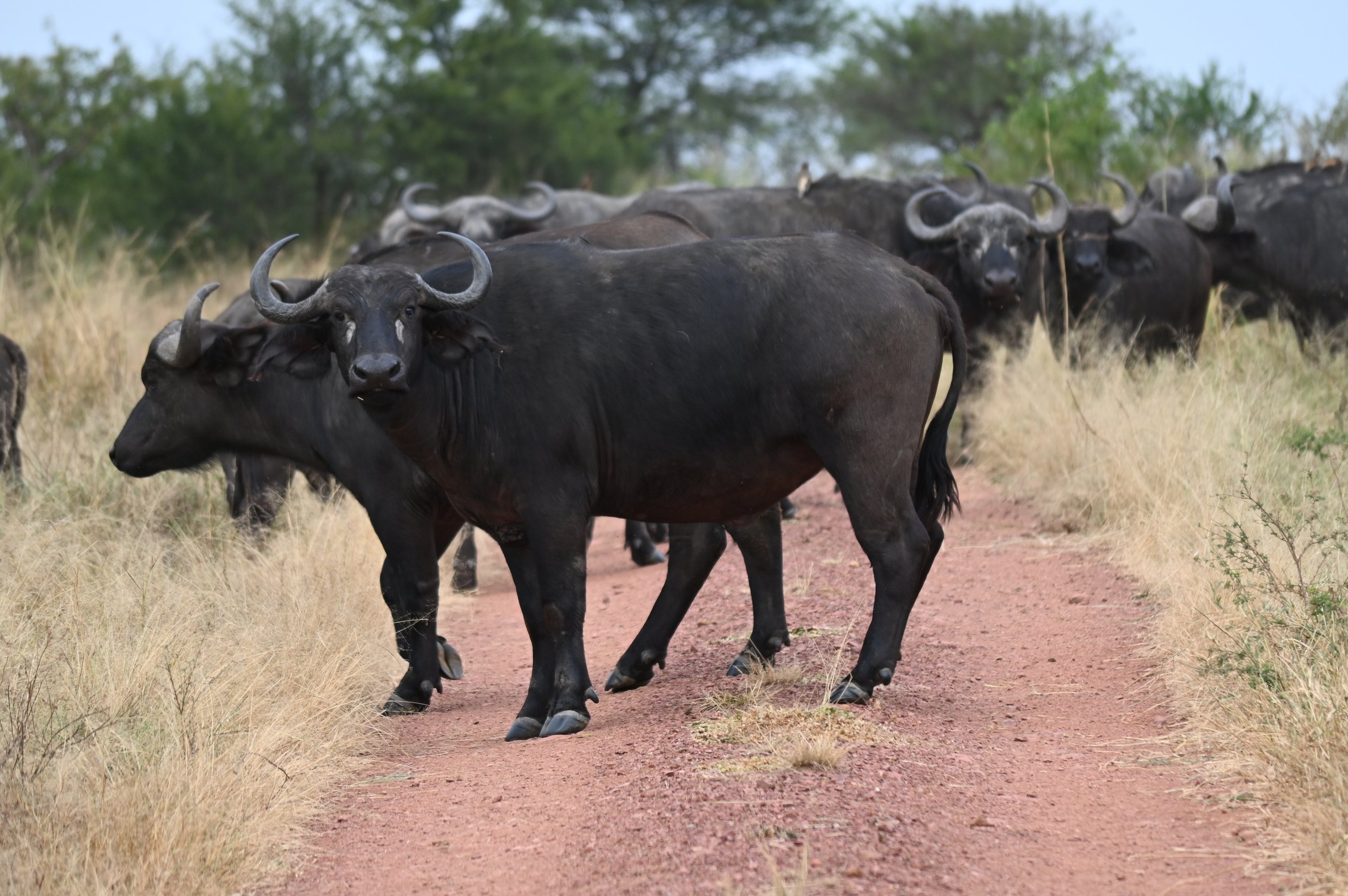 Buffalo