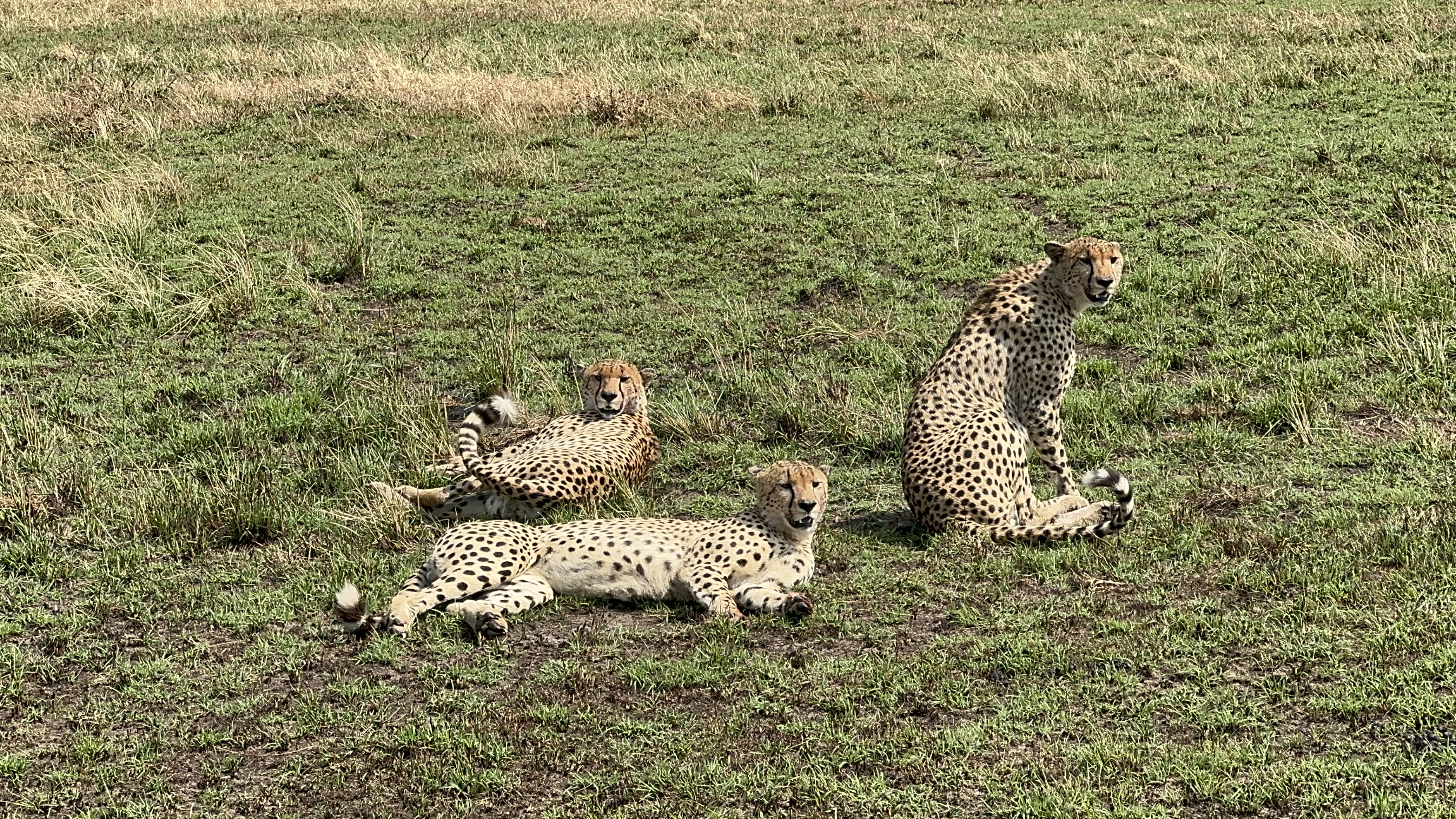 Cheetah
