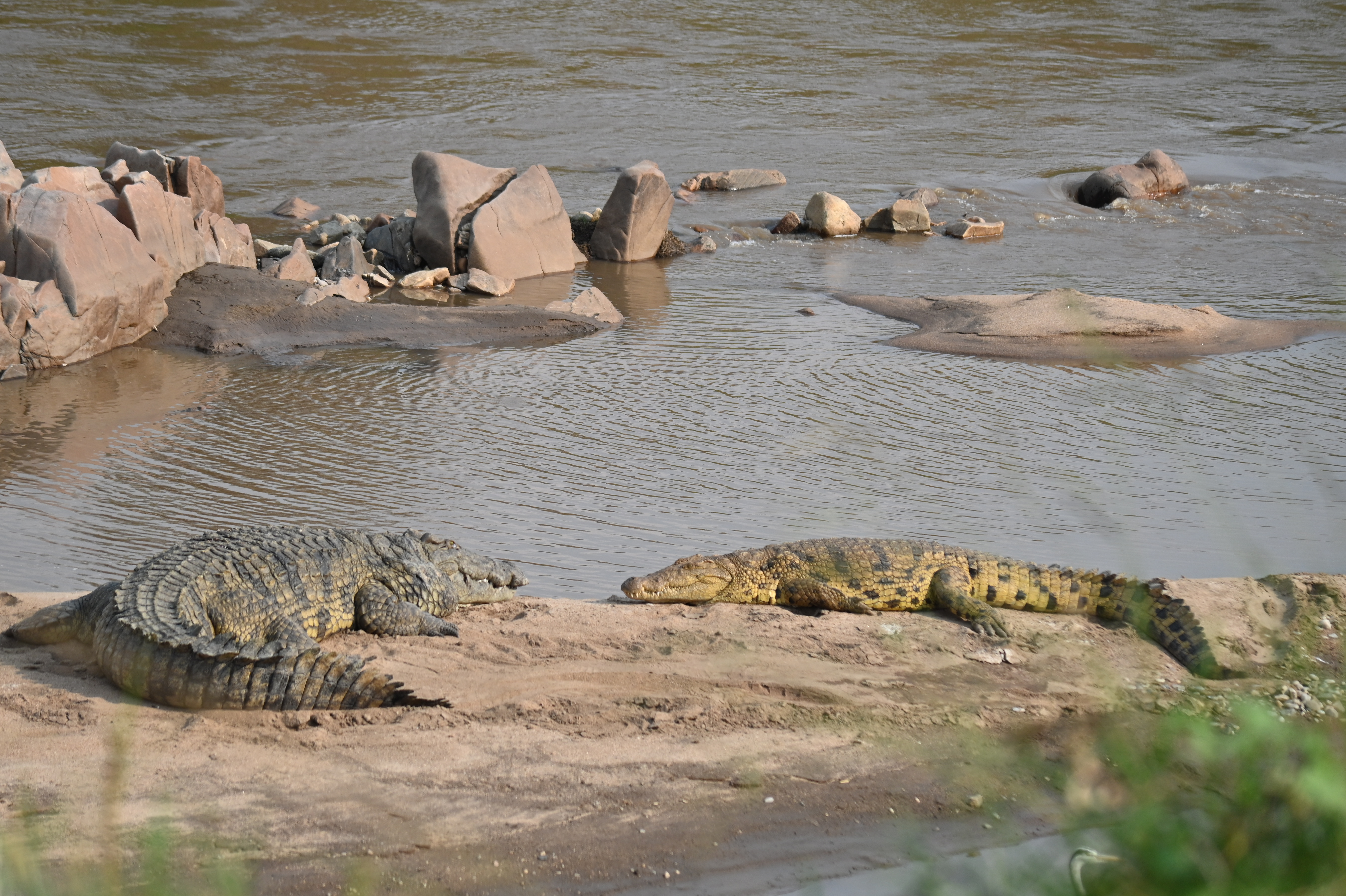 Crocodile