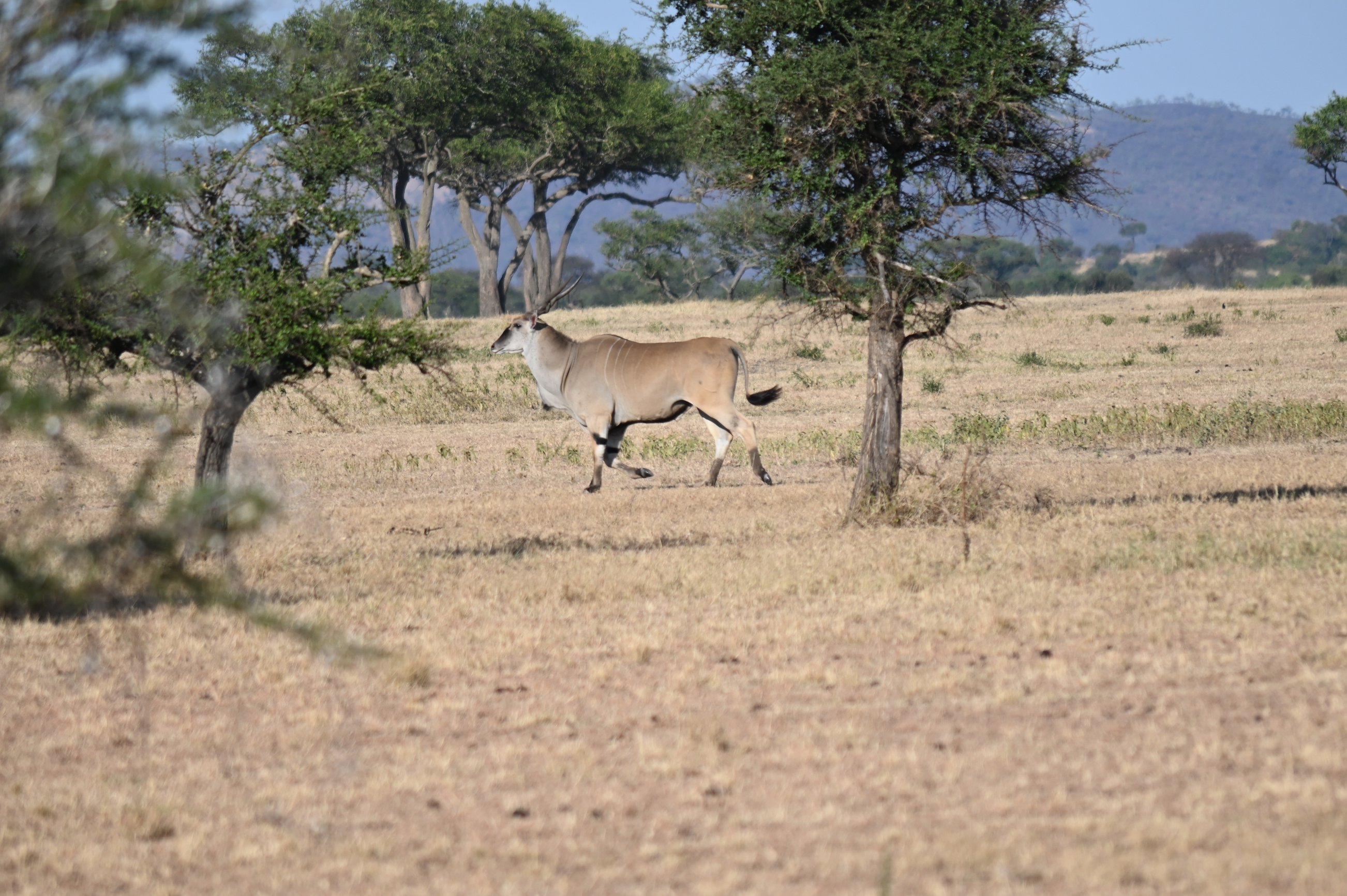 Eland