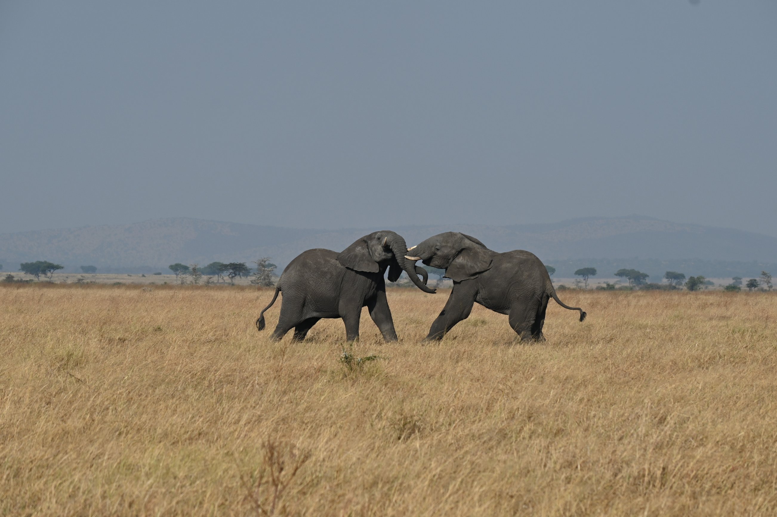 Elephant