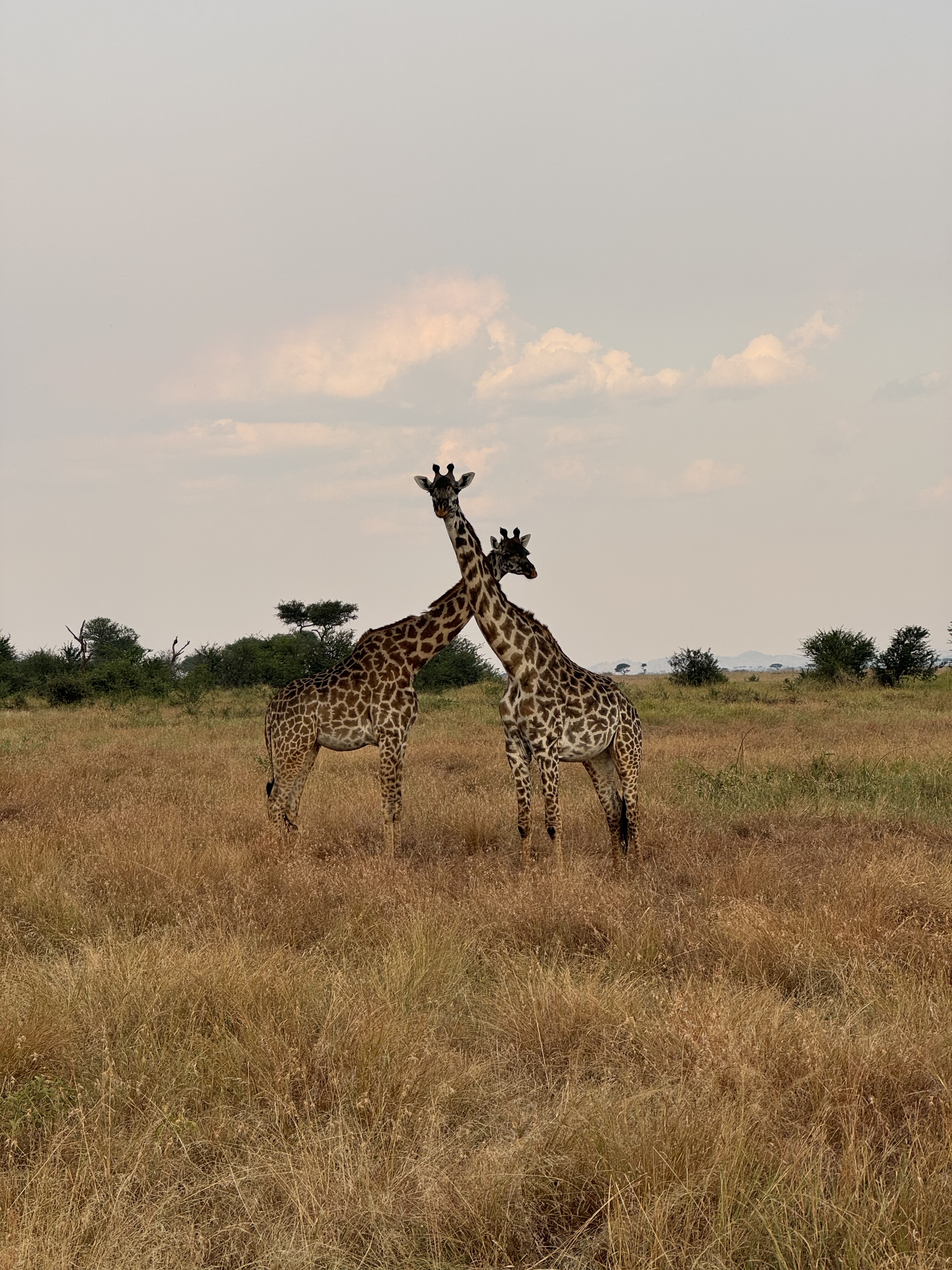 Giraffe