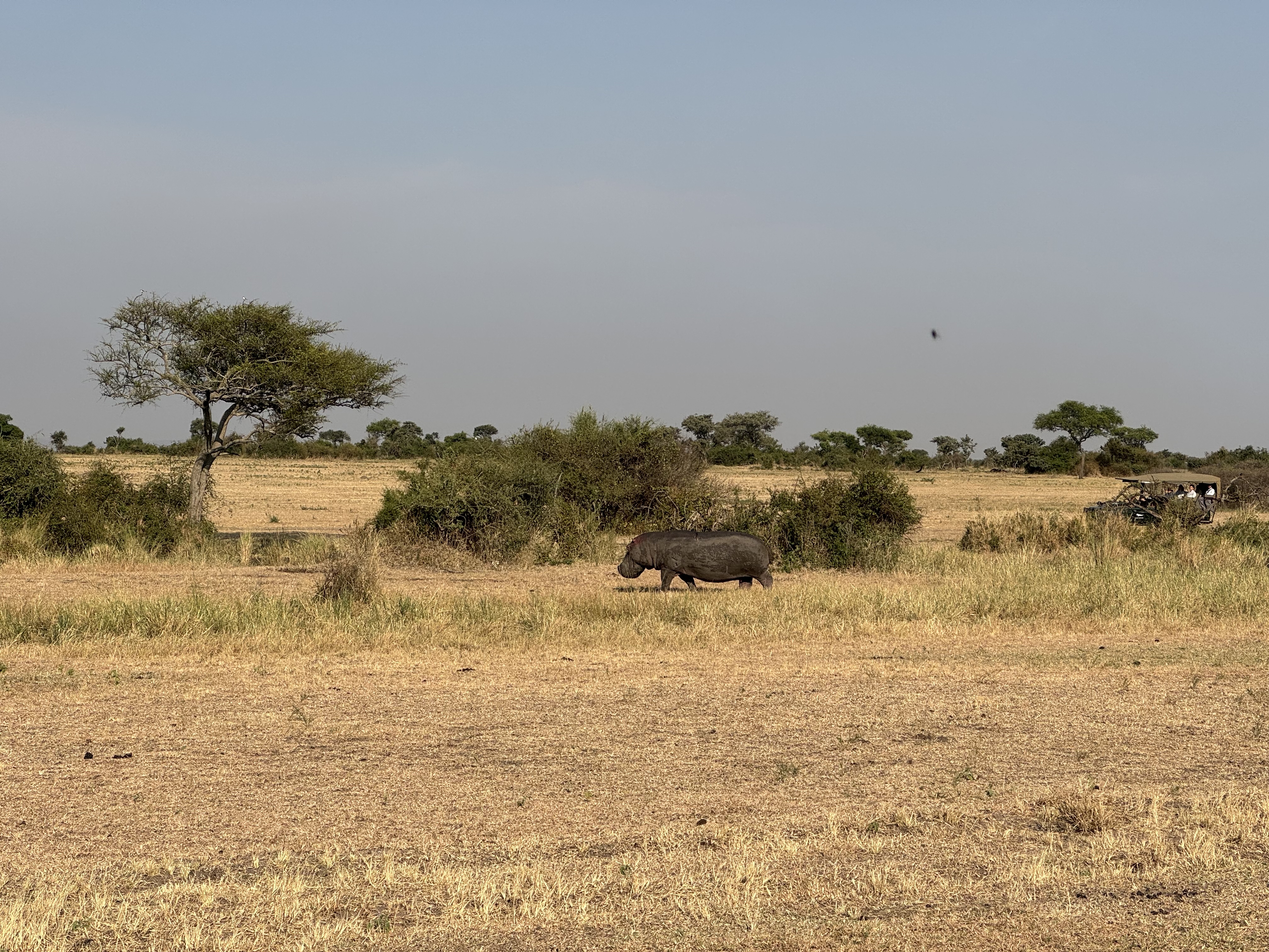 Hippo