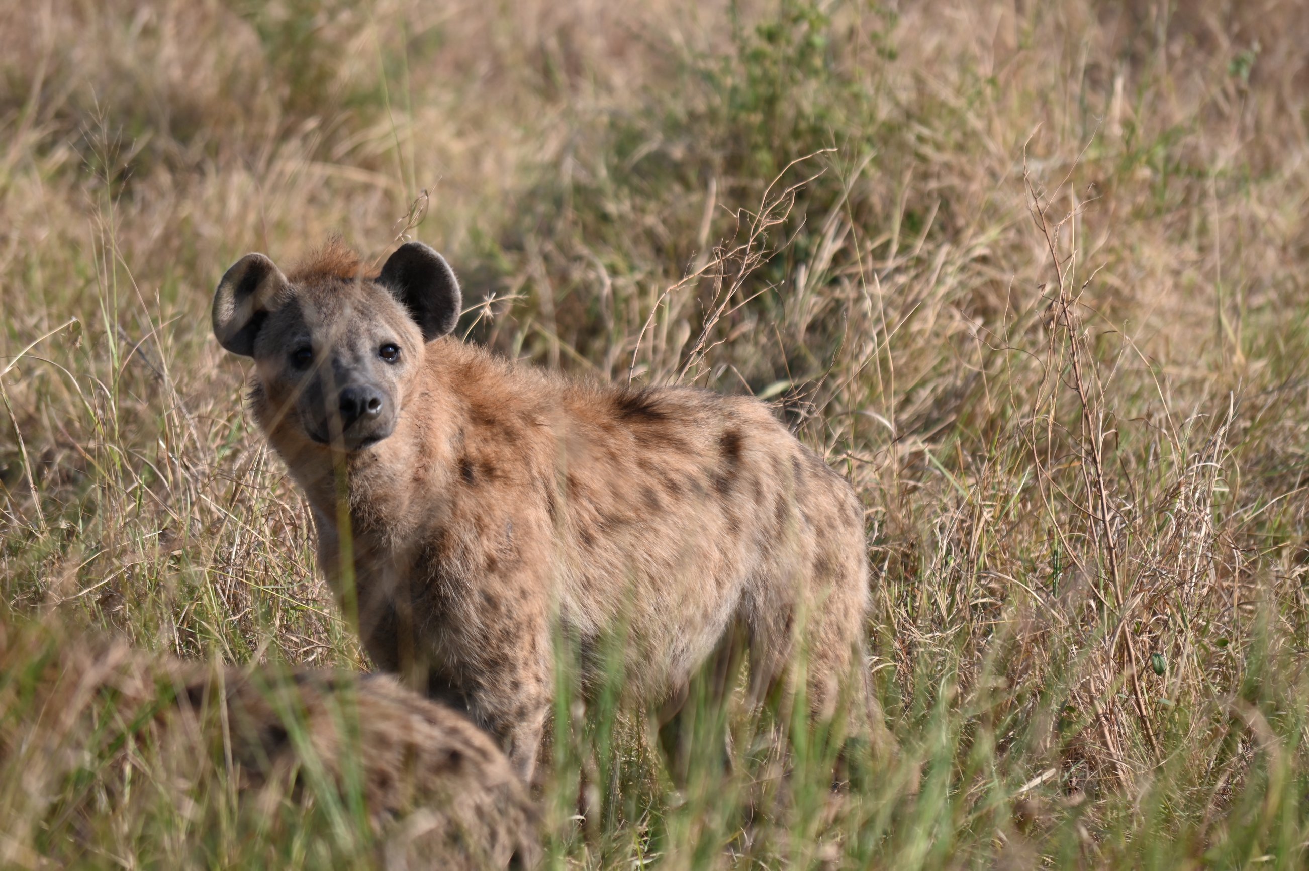 Hyena