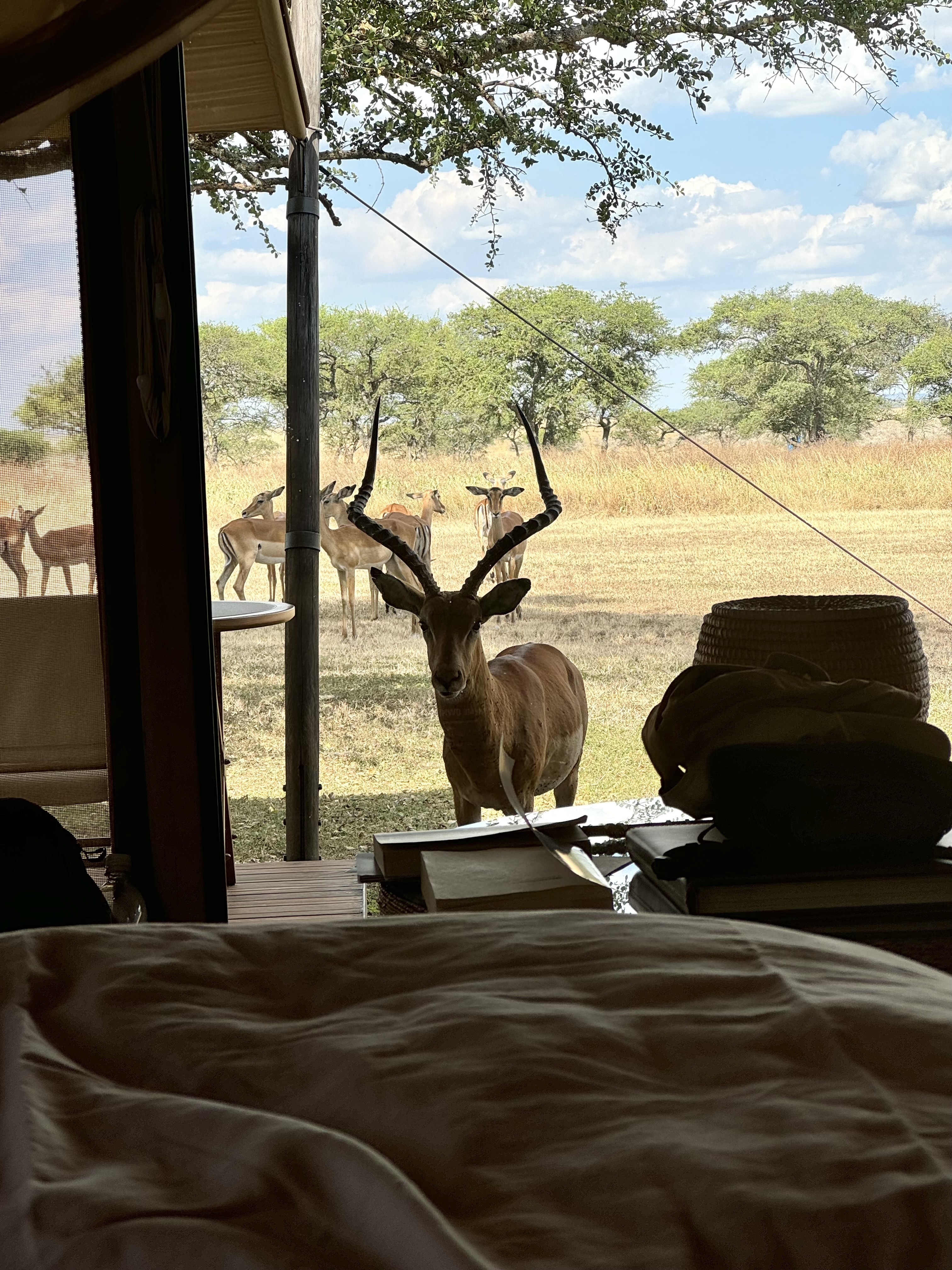 Impala