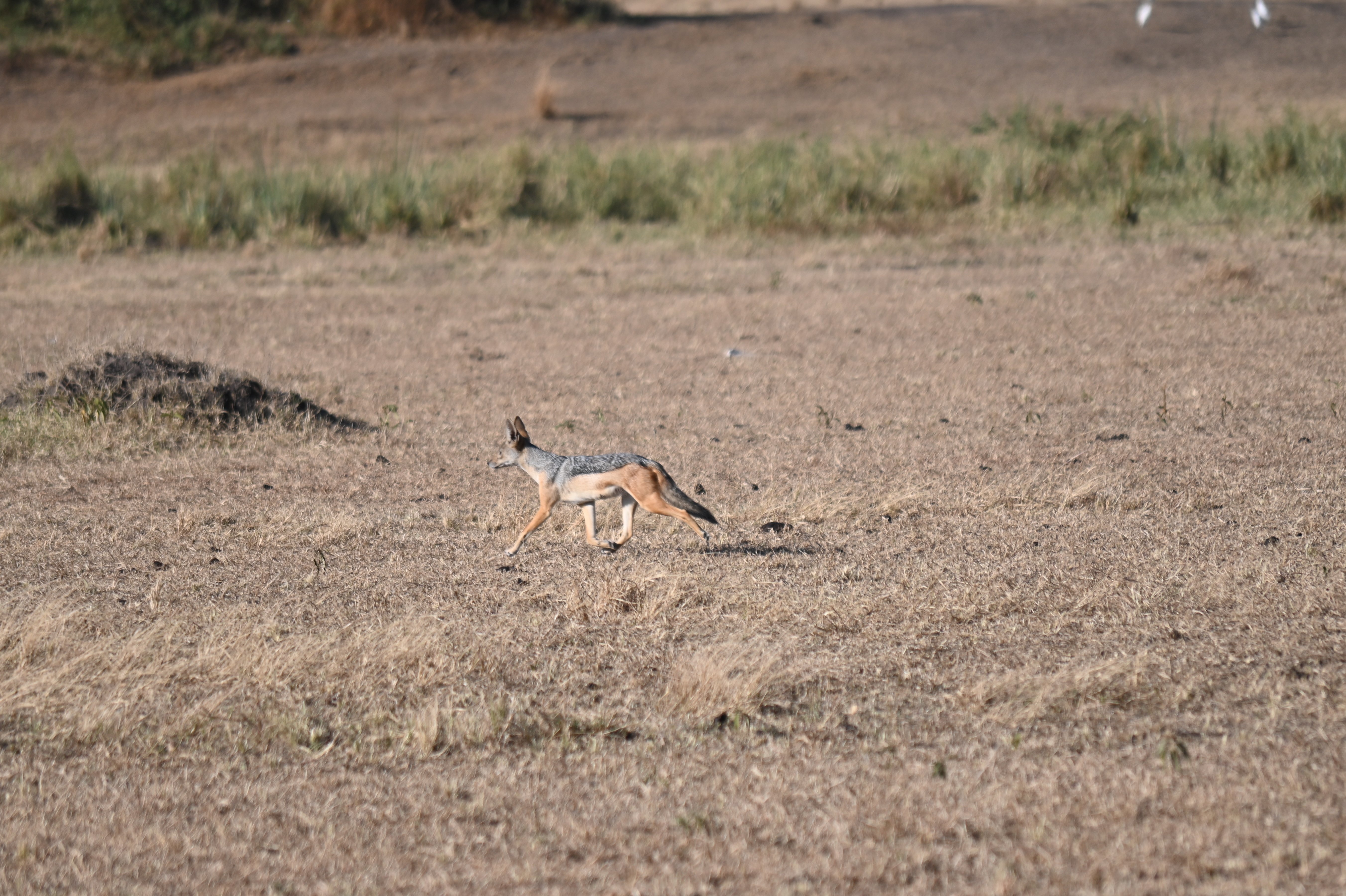 Jackal
