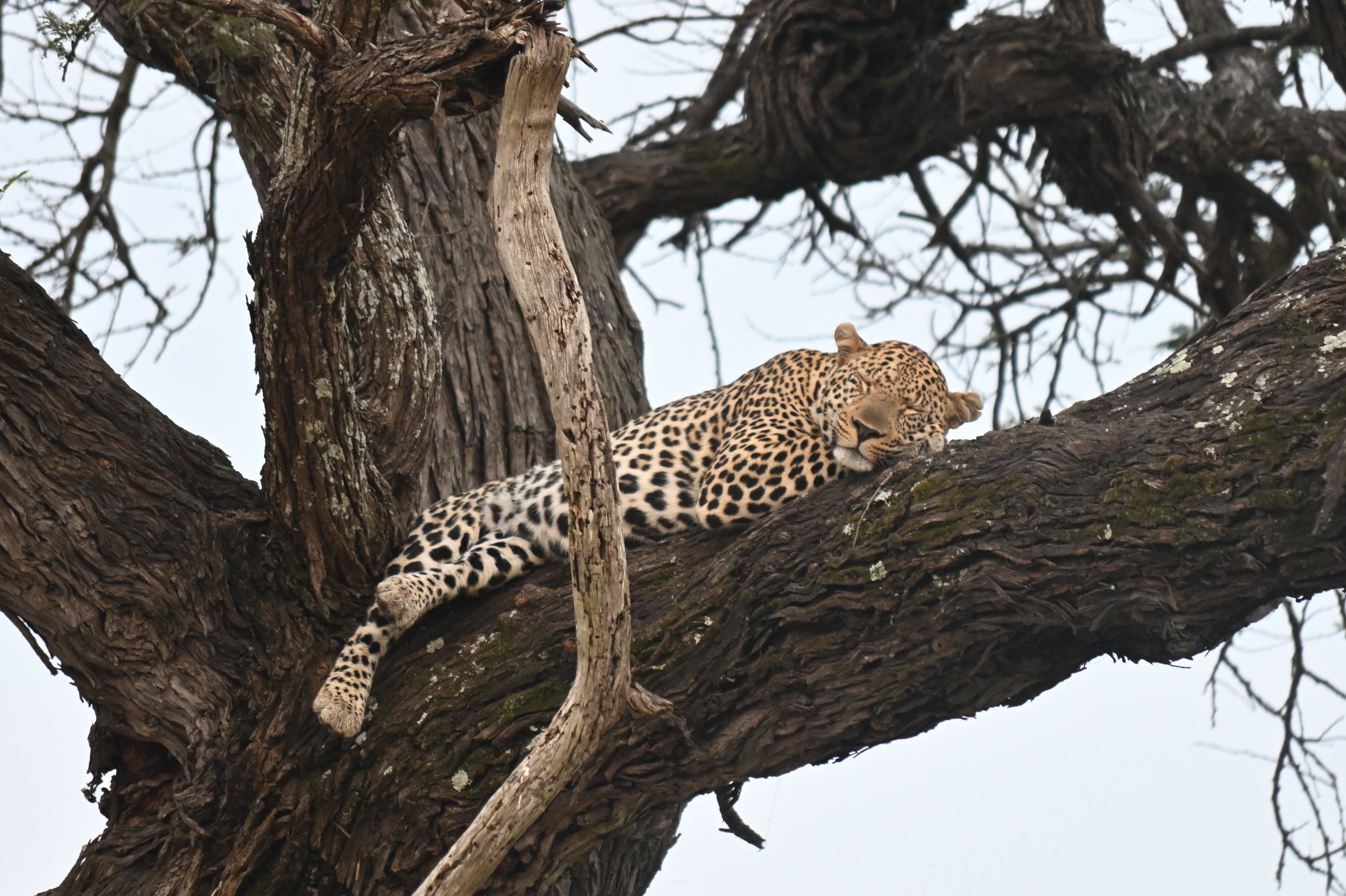 Leopard