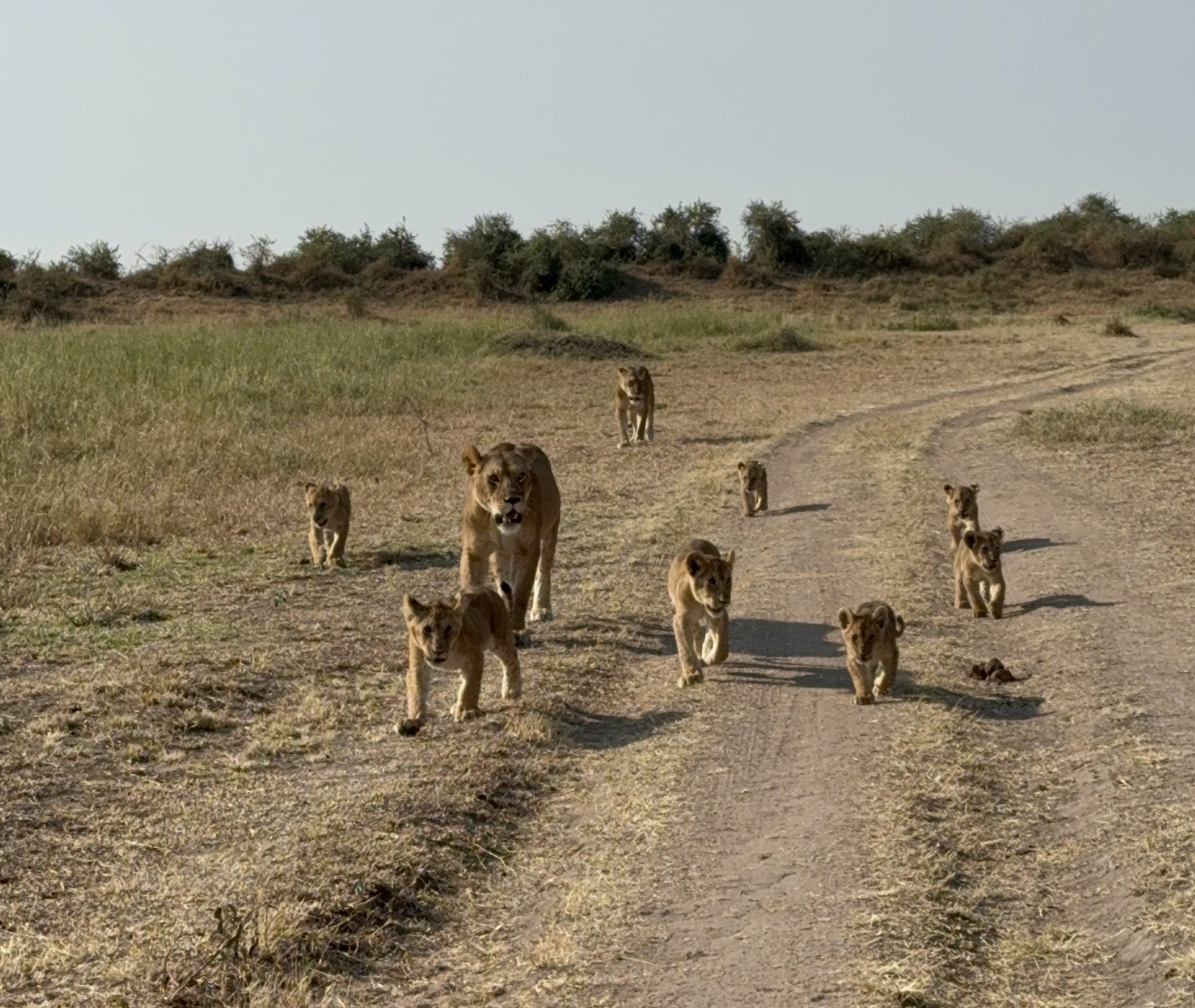 Lion
