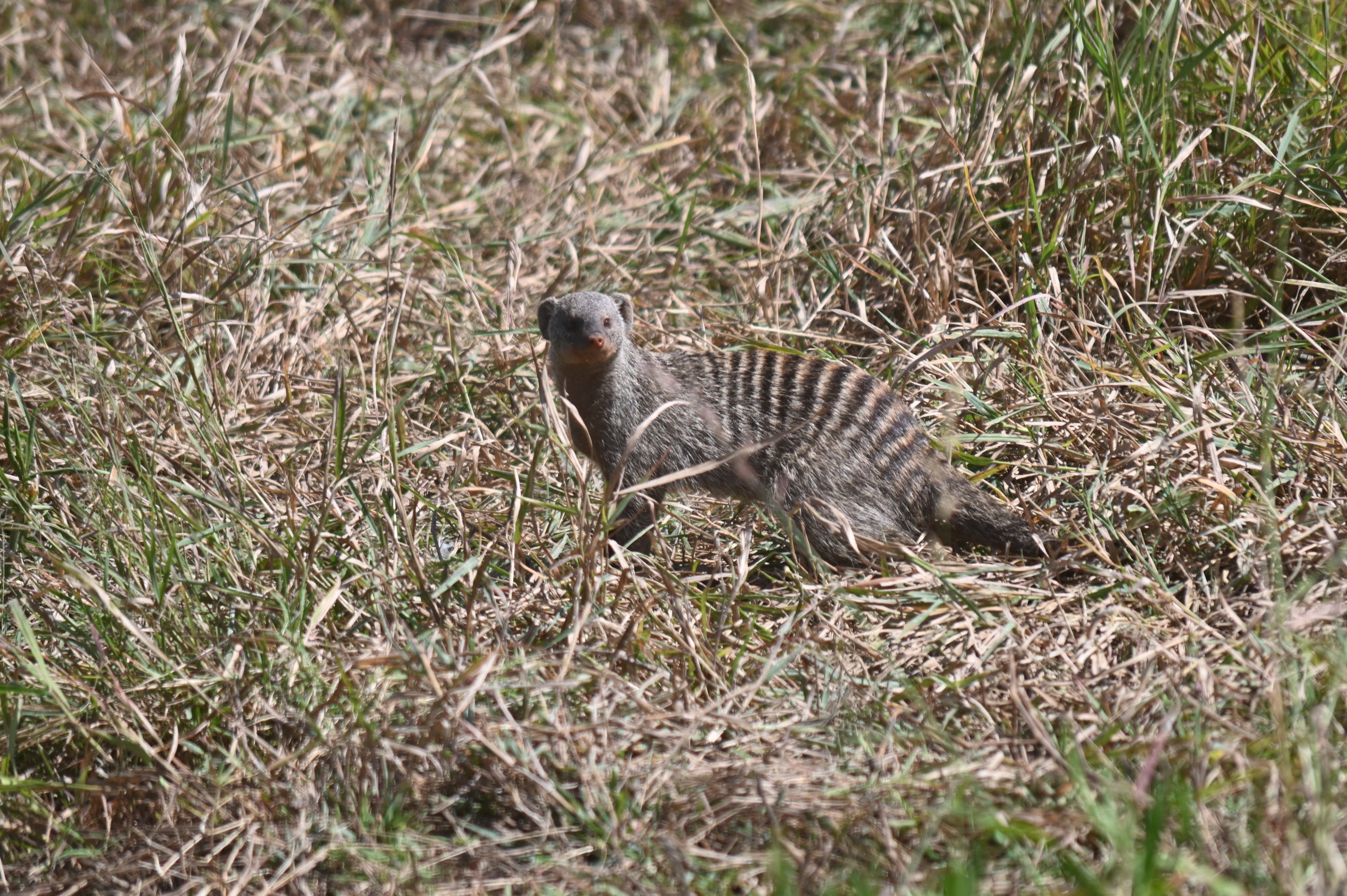 Mongoose
