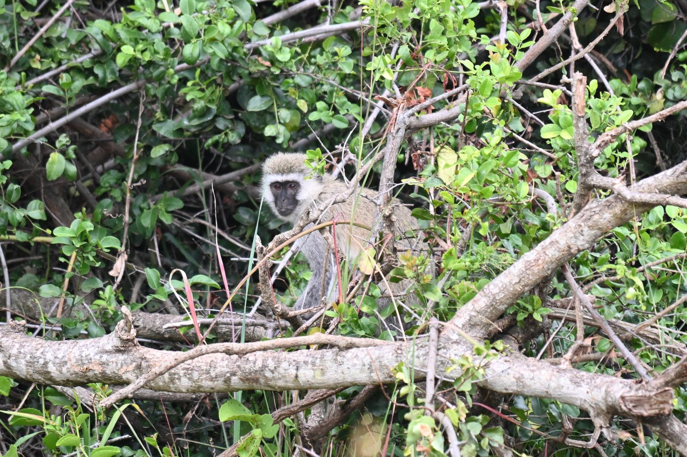 Vervet Monkey