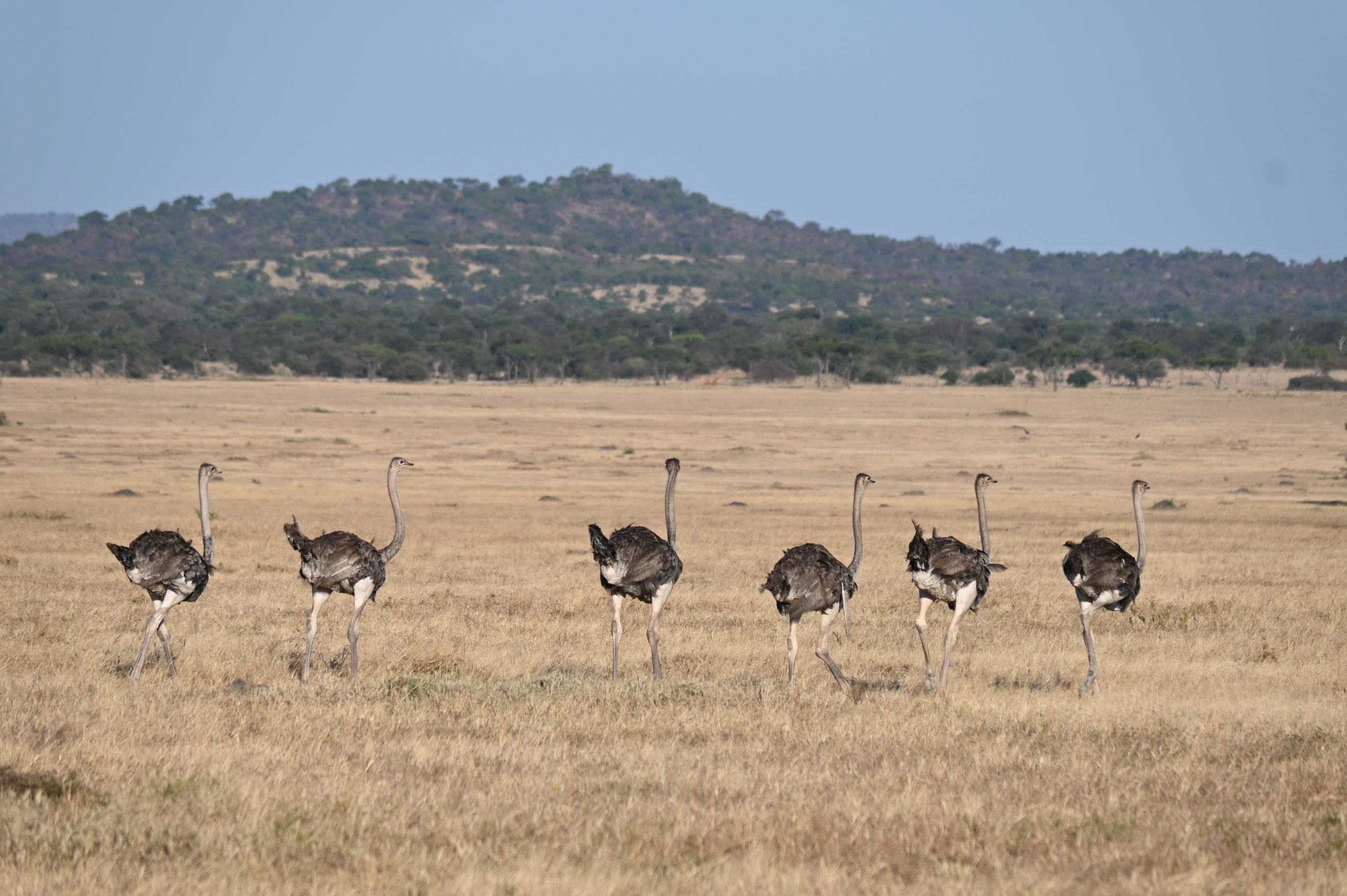 Ostrich