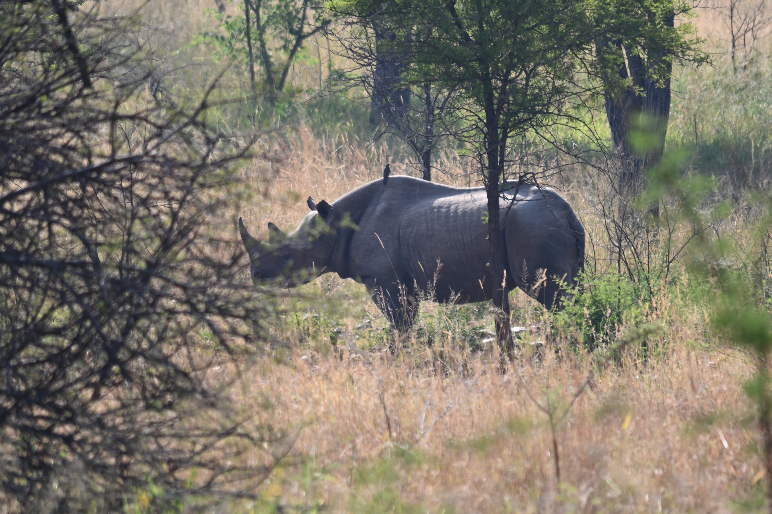 Black Rhino
