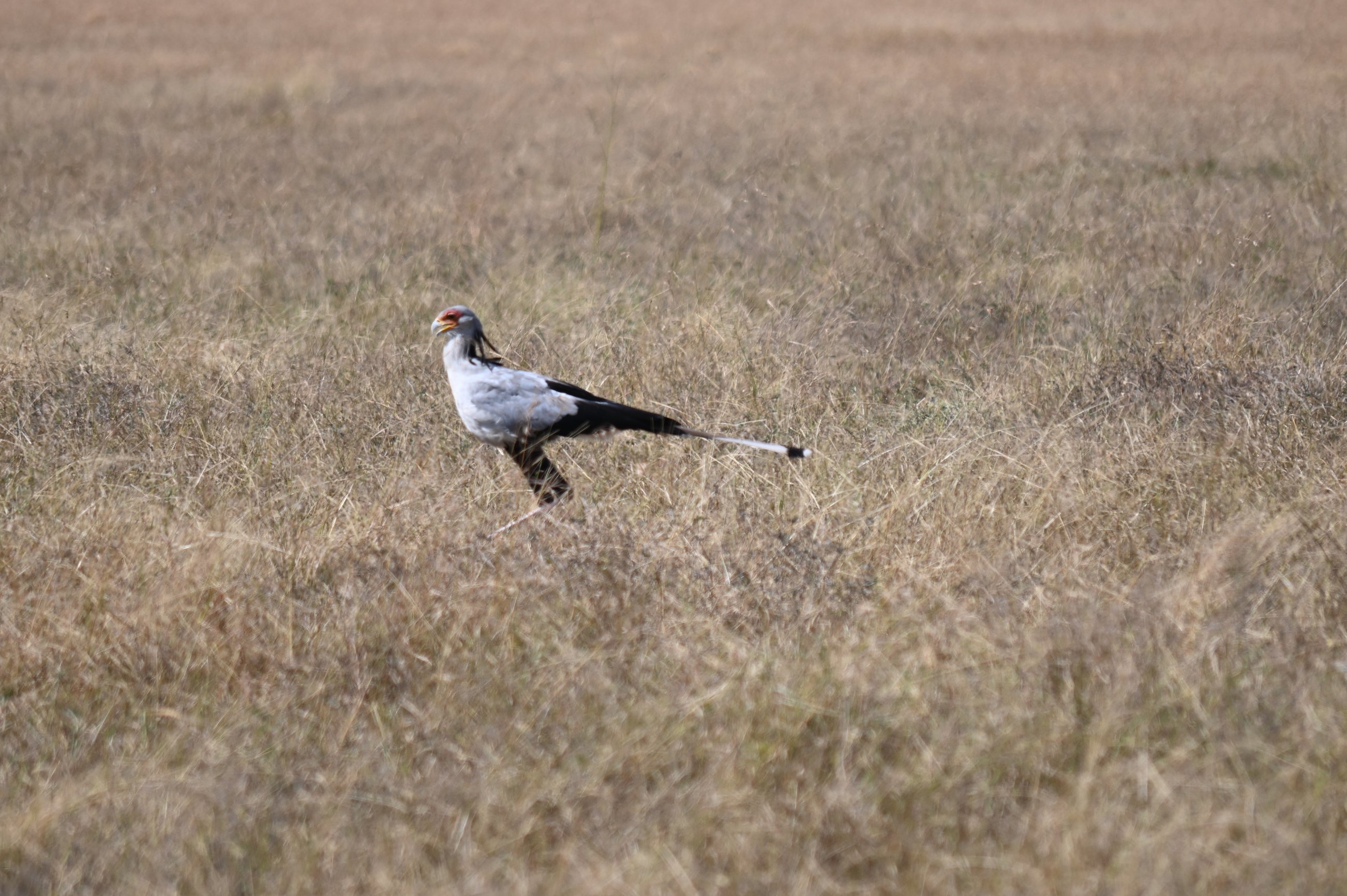 Secretary Bird