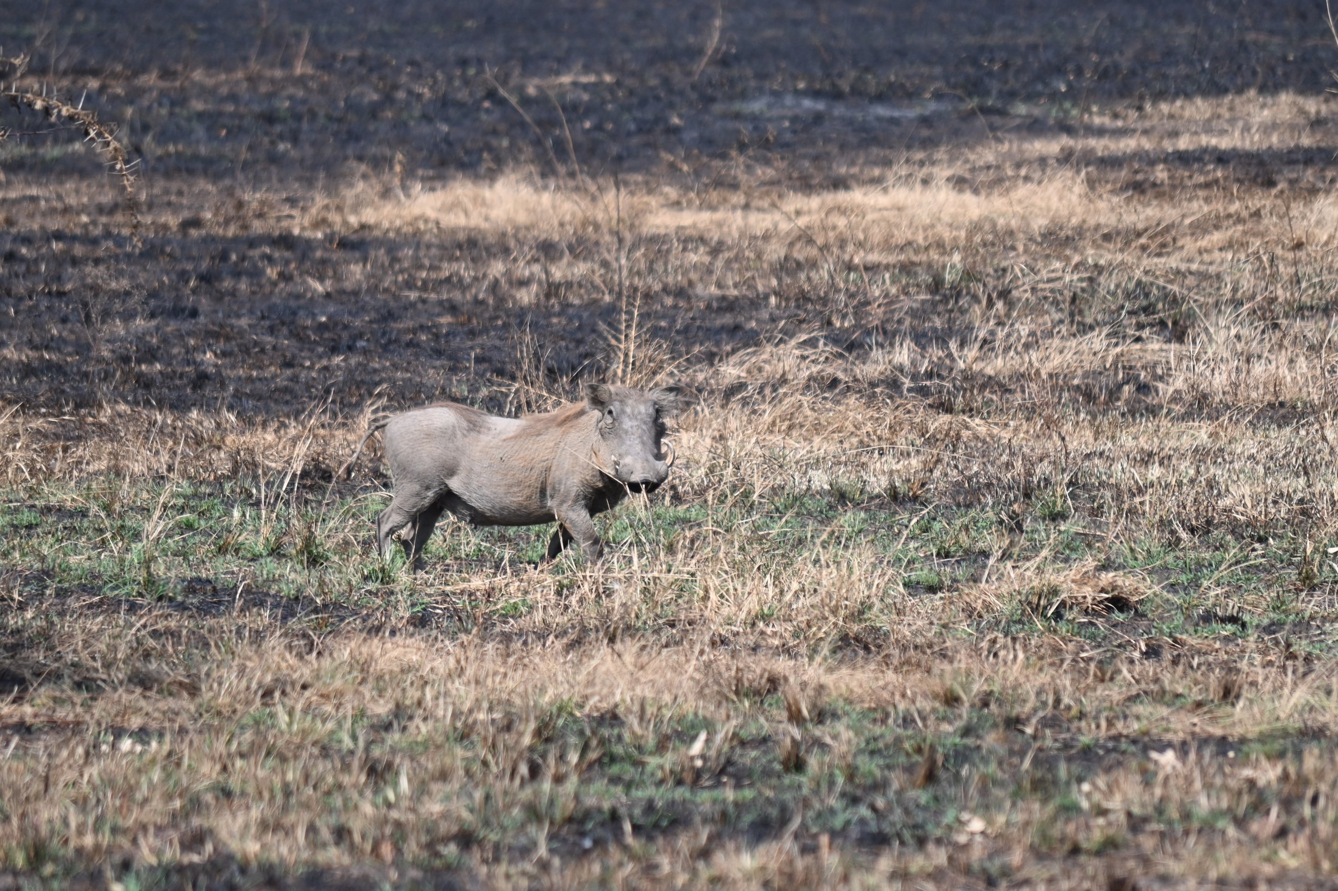 Warthog