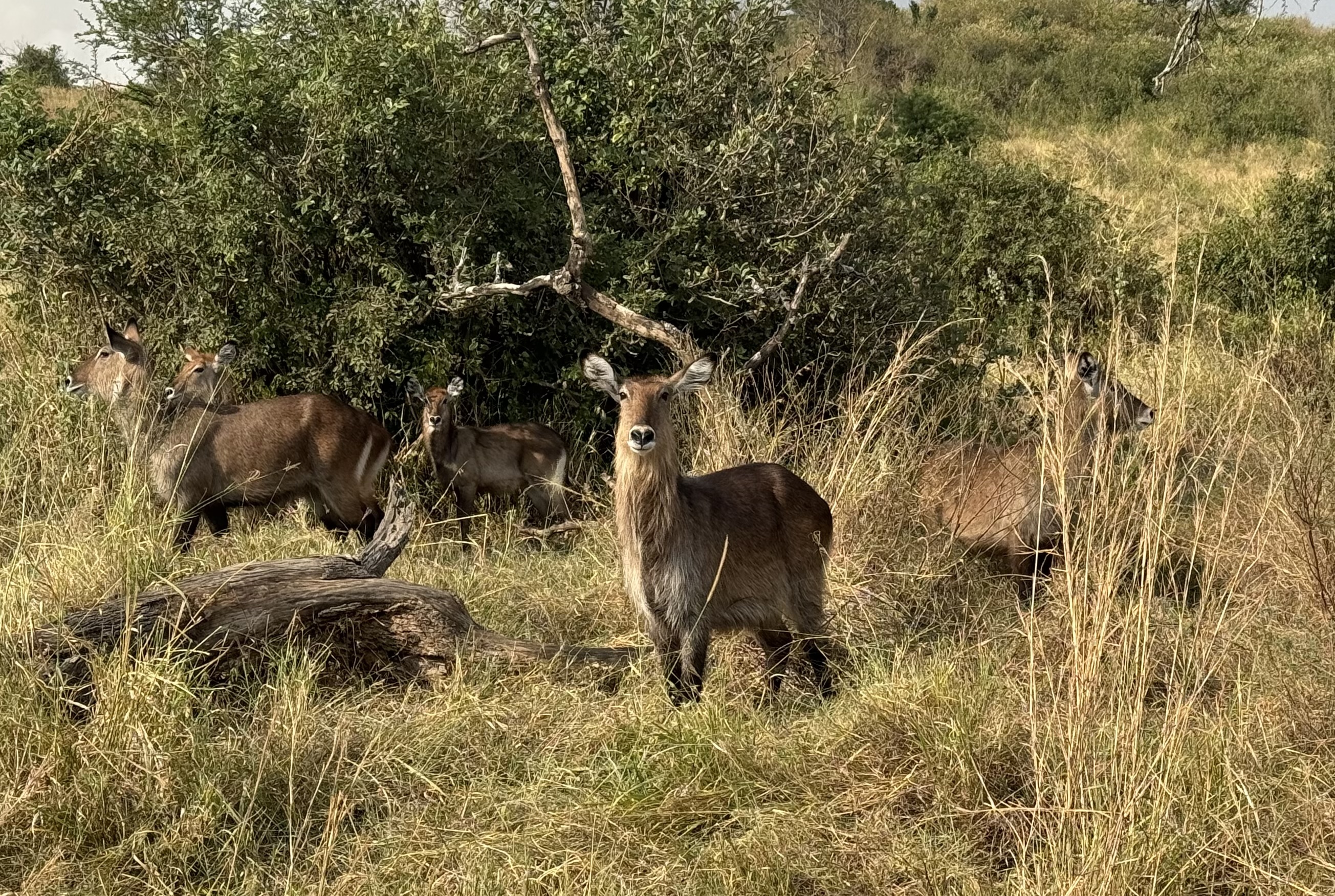 Water Buck