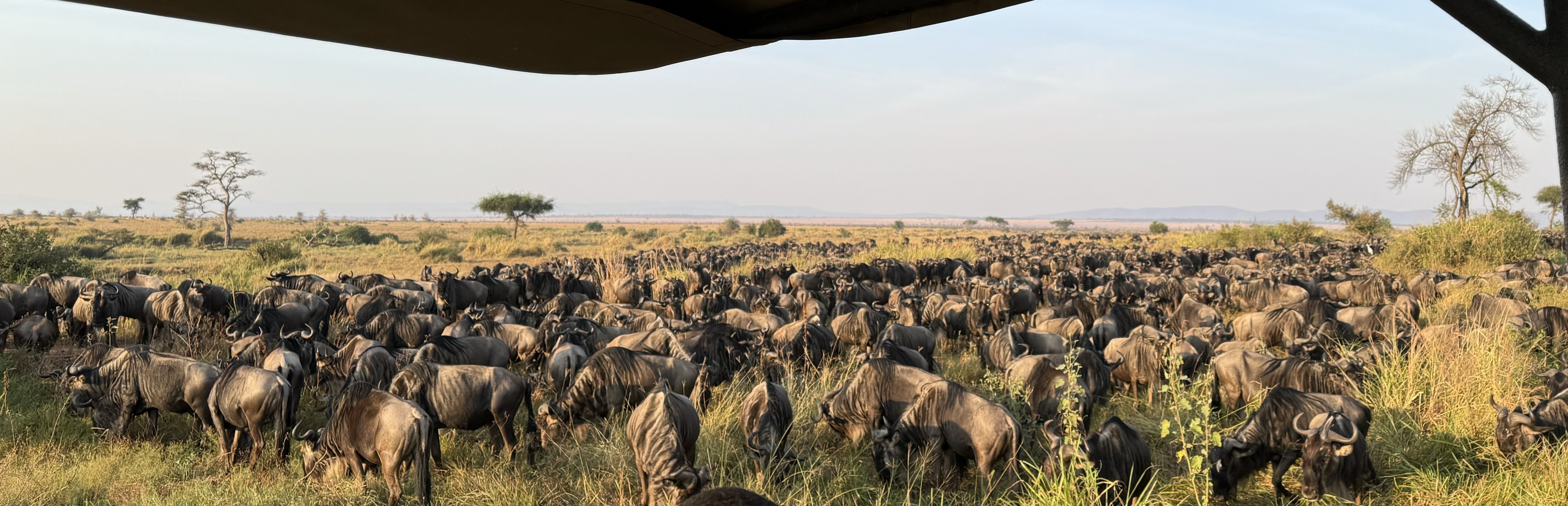 Wildebeest